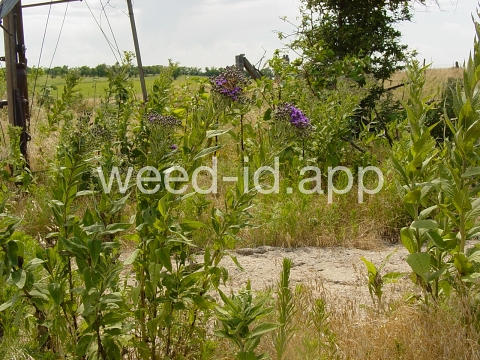 ironweed, western